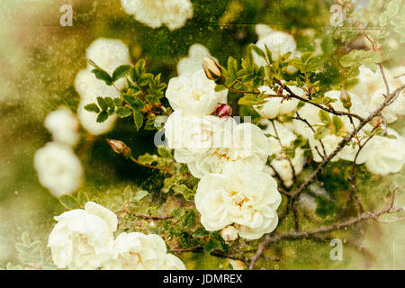 Rosa pampinellifolia, la rose de Burnett (également connue sous le nom de Scotch Rose), qui est particulièrement associée à l'Écosse, où elle est traditionnellement référence Banque D'Images