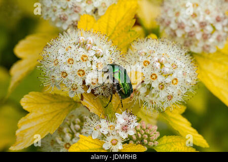 Cetonia aurata, appelé le hanneton européen ou la rose chafer beetle rose vert Banque D'Images