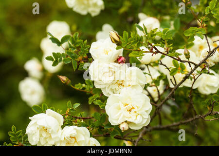 Rosa pimpinellifolia Burnett, la rose (également connu sous le nom de Scotch Rose), qui est particulièrement associé à l'Écosse, où il est traditionnellement la référence Banque D'Images