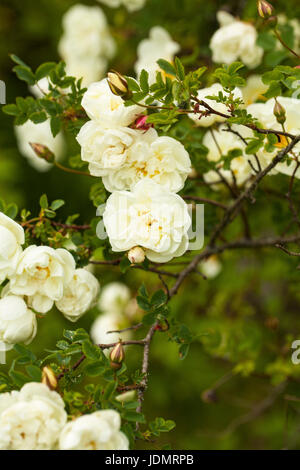 Rosa pimpinellifolia Burnett, la rose (également connu sous le nom de Scotch Rose), qui est particulièrement associé à l'Écosse, où il est traditionnellement la référence Banque D'Images