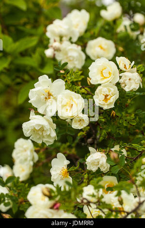 Rosa pimpinellifolia Burnett, la rose (également connu sous le nom de Scotch Rose), qui est particulièrement associé à l'Écosse, où il est traditionnellement la référence Banque D'Images