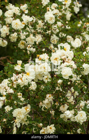 Rosa pimpinellifolia Burnett, la rose (également connu sous le nom de Scotch Rose), qui est particulièrement associé à l'Écosse, où il est traditionnellement la référence Banque D'Images