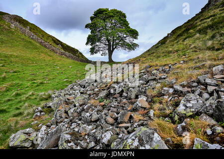 Sycamore Gap, mur d'Hadrien, près de fermes, Northumberland, England, United Kingdom Banque D'Images