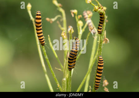 Les chenilles sont larvea cinabre cinabre de l'espèce (la Tyrie jacobaeae). Ici trouvés se nourrir sur les fleurs jaunes (jacobaea séneçon vulgaris). Banque D'Images