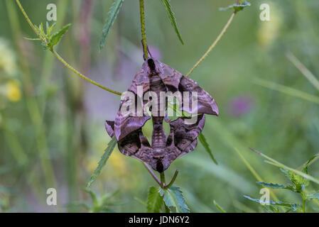 Abendpfauenauge (Smerinthus ocellata) eyed hawk-moth Banque D'Images