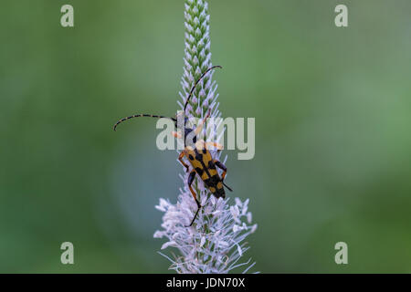 Schmalbock gefleckter (Rutpela maculata) longicorne tacheté Banque D'Images