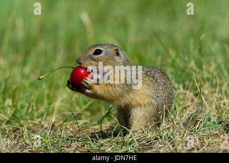 Ziesel, Spermophilus citellus, spermophile européenne Banque D'Images