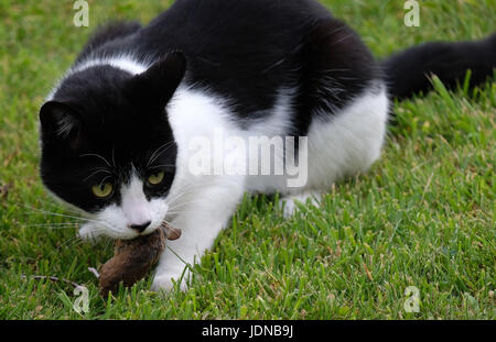 20 juin 2017 - jeune chat noir et blanc manger une souris fraîchement pêché de ma shed Banque D'Images