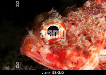 Petit rouge scorpionfish (Scorpaena notata), à Cala Mateua, l'escala, Costa Brava, Catalogne Banque D'Images