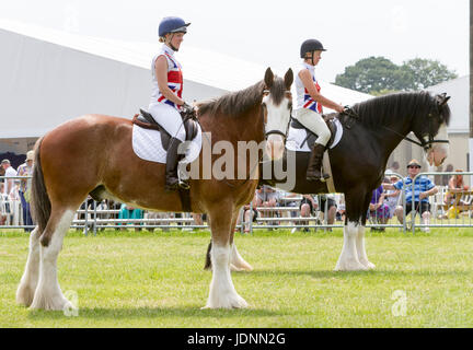 Deux chevaux Shire Équipe de Tatton, stand dans le Ring à la Cheshire Show, 2017 avec la plus proche à la recherche de l'appareil photo Banque D'Images