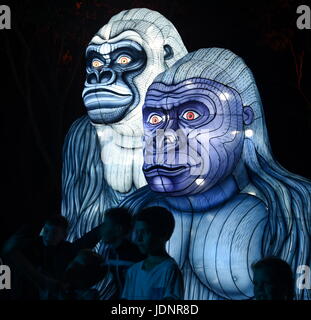 Sydney, Australie - Jun 16, 2017. Gramme de gorille. Multimédia géant sculptures lumineuses dans le magnifique parc de Zoo de Taronga Sydney Vivid pendant Lights Fe Banque D'Images