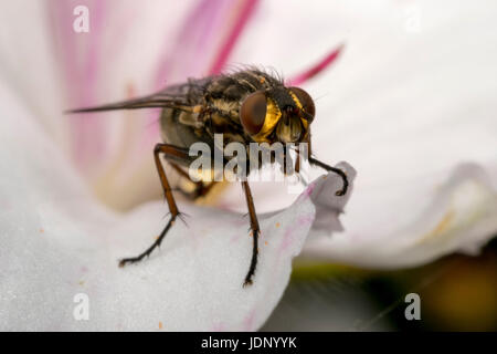 Insectes mouche sur une fleur de magnolia Banque D'Images