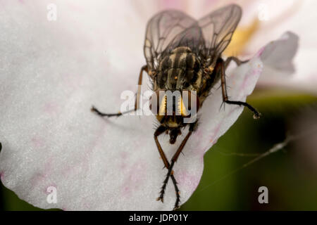 Insectes mouche sur une fleur de magnolia Banque D'Images
