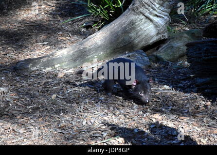 Tamanian Sarcophilus harrisii (diable) sur le terrain. Prédateur Rare vivant seulement en Tasmanie, Australie. Banque D'Images