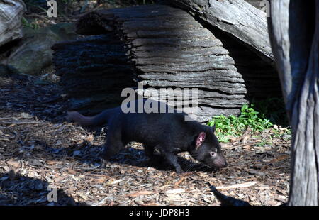 Tamanian Sarcophilus harrisii (diable) sur le terrain. Prédateur Rare vivant seulement en Tasmanie, Australie. Banque D'Images