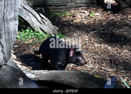 Tamanian Sarcophilus harrisii (diable) sur le terrain. Prédateur Rare vivant seulement en Tasmanie, Australie. Banque D'Images