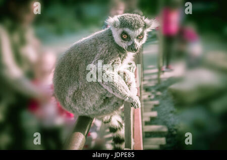 Ring tailed lemur portrait assis sur une clôture. Arrière-plan flou. Banque D'Images