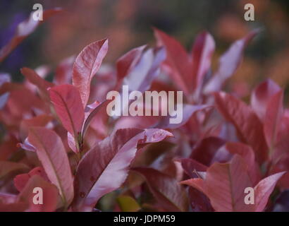 Floraison violet pourpre des sables en pleine page. Prunus cistena. Purple leaf sand cherry est un classique moyennes arbuste à feuilles caduques avec substitution rougeâtre-obj Banque D'Images