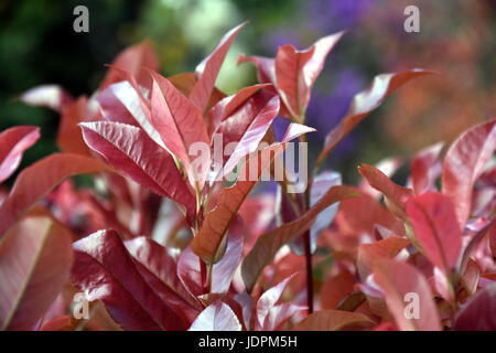 Floraison violet pourpre des sables en pleine page. Prunus cistena. Purple leaf sand cherry est un classique moyennes arbuste à feuilles caduques avec substitution rougeâtre-obj Banque D'Images