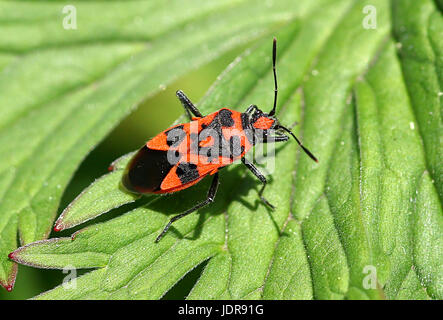 Cannelle européen bug (Corizus hyoscyami), a..a. Noir et rouge, bug squash Banque D'Images
