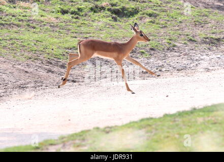 South African Impala mollet (Aepyceros melampus) courir vite, traverser un chemin de terre. Banque D'Images