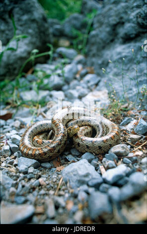 La couleuvre tachetée européenne (Zamenis situla) dans une posture défensive, Paklenica, Croatie Banque D'Images