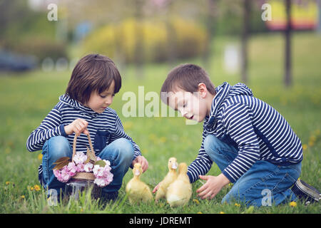 Deux sweet les enfants, garçons, jouer dans le parc avec canetons, printemps Banque D'Images