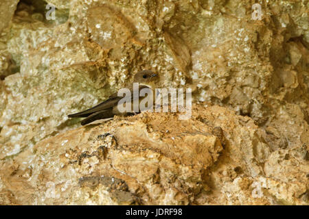 Le crag eurasien martin sur les rochers dans le parc national de Paklenica, Croatie Banque D'Images