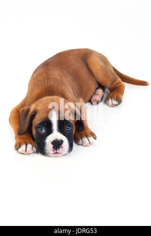Adorable chiot gisant sur le plancher isolé sur fond blanc Banque D'Images