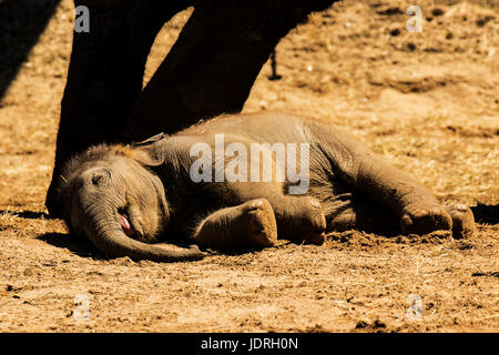 Ìt a été sieste pour ce bébé éléphant tandis que sa mère se tenait debout par Banque D'Images