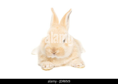 La photo montre un lapin sur un fond blanc Banque D'Images