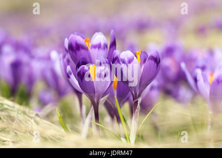 Gros plan du safran sauvage ( fleurs Crocus sativus ) croissant sur les prés de montagne Banque D'Images