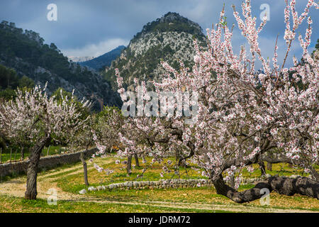 Village de fleur d'amandier municipalité Caimari, Selva, Majorque, Espagne. Vue montagne Puig de sa Creu Banque D'Images