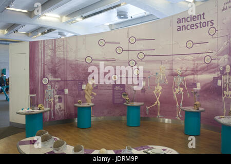 Affichage des ancêtres anciens de la vie humaine dans 'Bristol' science museum Banque D'Images