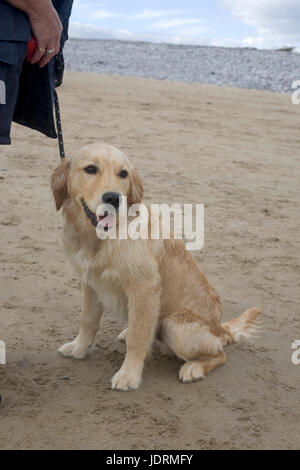 6 mois du chiot golden retriever mâle se trouve à côté de son propriétaire sur Newton beach Porthcawl Banque D'Images