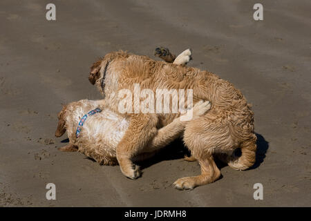 Frère et soeur 5 mois chiots golden retriever de jouer sur du sable humide sur Newton beach de Porthcawl Banque D'Images