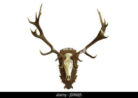 De grandes belles red deer skull isolated over white background ( Cervus elaphus trophée de chasse énorme ) Banque D'Images