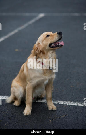 Petit mâle de 9 mois chiot golden retriever assis sur le parking tarmac bordée Banque D'Images