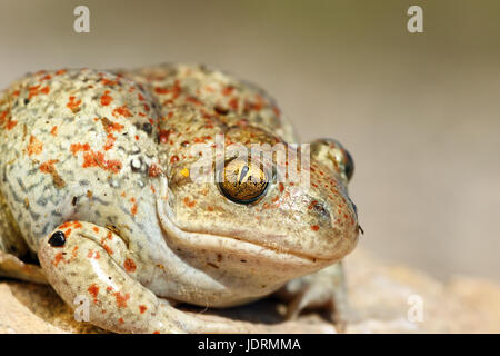 Portrait de crapaud commun ( Pelobates fuscus ) Banque D'Images