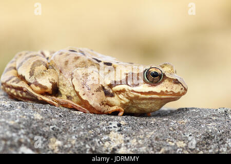 Voir le profil complet de l'Europe ( grenouille Rana temporaria ) Banque D'Images