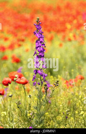 Violet fleur sauvage poussant dans champ de coquelicots Banque D'Images