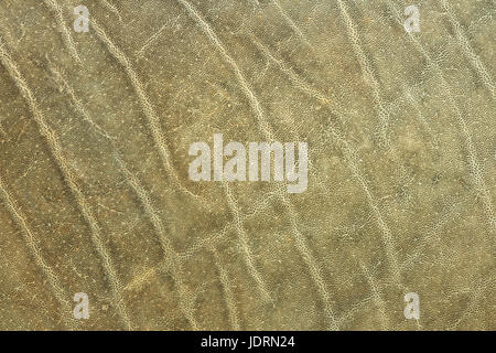 La peau de l'éléphant d'texturés, véritable peau animale pour votre conception Banque D'Images