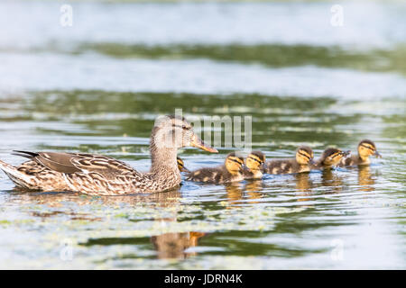 Une malard femelle et ses poussins, nageant dans un lac Bushy Park, West London Banque D'Images