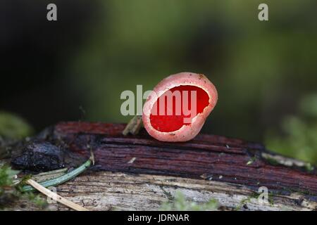 L'elfcup écarlate Sarcoscypha austriaca, Banque D'Images