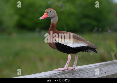 Dendrocygne Black-Bellied (Florida) Banque D'Images