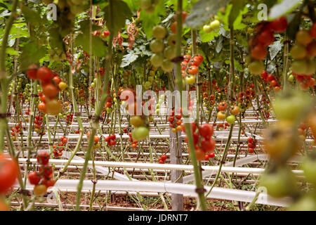 Des rangées de plantes en culture hydroponique de tomates tomates rouges.serre fraîche sur l'arbre, matière organique pour la bonne santé. Le mûrissement des tomates rouges et vertes sur le bush à Banque D'Images