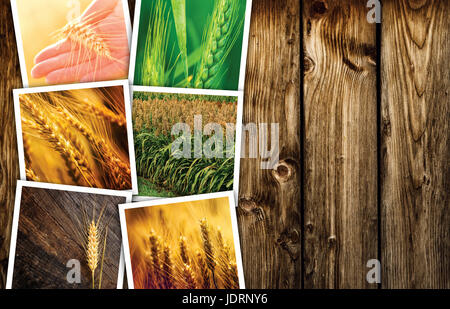 L'usine de céréales dans l'agriculture photo collage, collection de photos illustrant la croissance et la récolte des céréales Banque D'Images