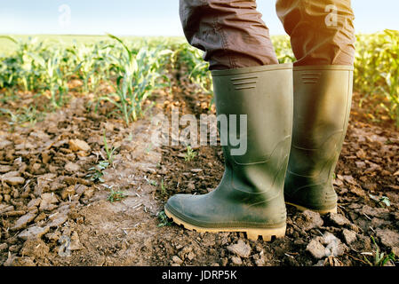 Agriculteur en bottes de caoutchouc dans le domaine des récoltes de maïs maïs cultivé Banque D'Images