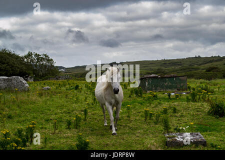 Un cheval pour la modélisation de l'appareil photo Banque D'Images