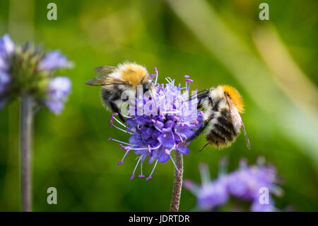 Deux abeilles sur Devils-bit scabious Banque D'Images